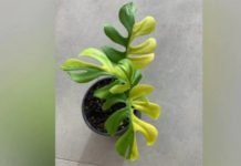 เจเจพเจฐ เจฒเฉฑเจ เจฐเฉเจชเจ ‘เจ เจตเจฟเจเจฟเจ เจเจน เจเฉเจเจพ เจเจฟเจนเจพ เจฌเฉเจเจพ, เจเจเจฐ เจเฉ เจนเฉ เจเจพเจธเฉเจ
เจค